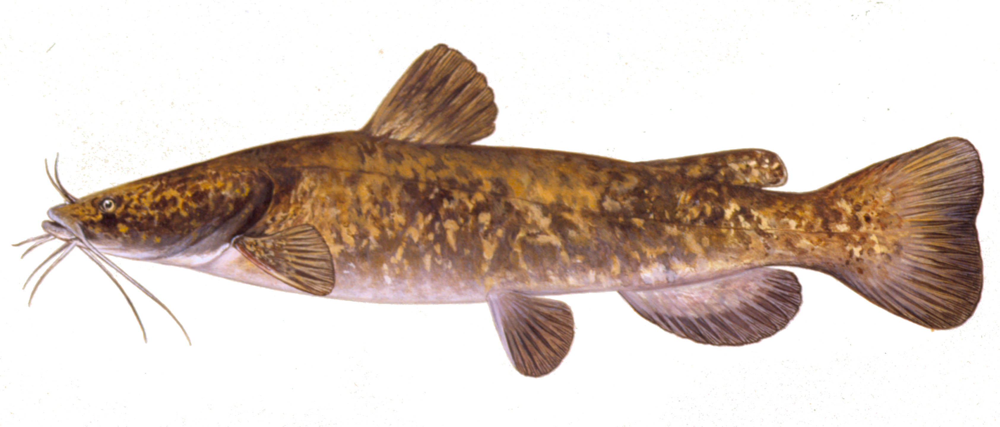 Flathead Catfish, illustration by Maynard Reece, from Iowa Fish and Fishing.
